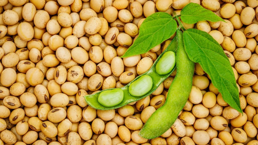 Cât de sănătoasă este soia? Are multe beneficii pentru organism